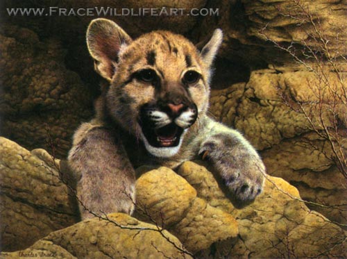 cub cougar