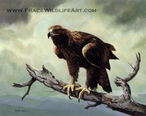 Golden Eagle