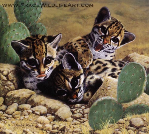 Images Of Ocelots