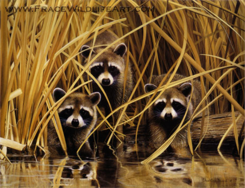 Raccoons