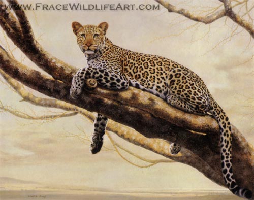 African Leopard