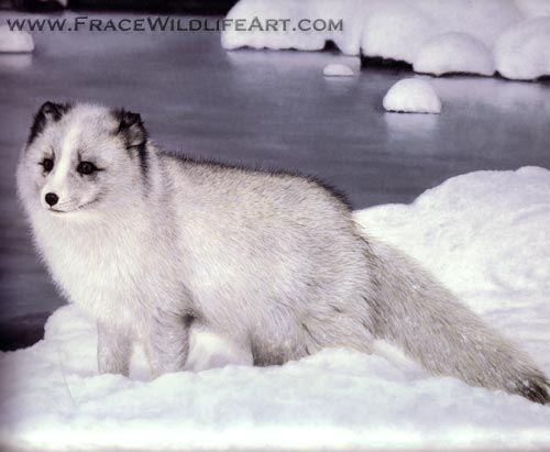 Alaskan Friend