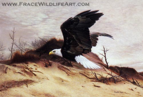 American Eagle