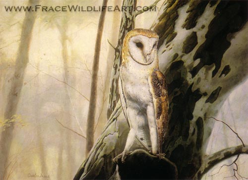 Barn Owl