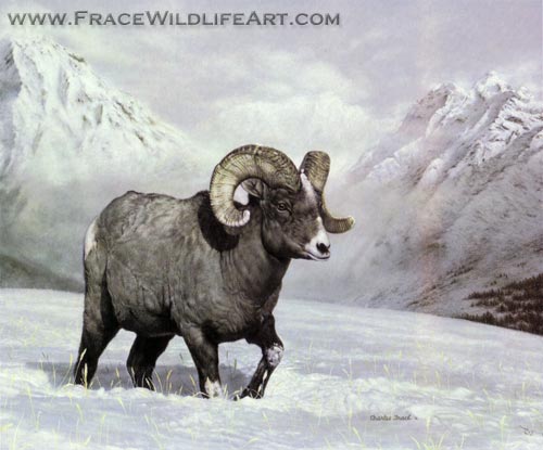 Bighorn Country