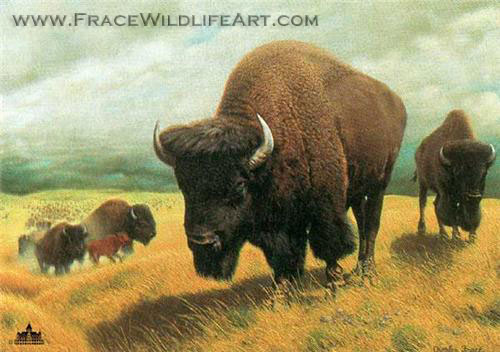 Bison