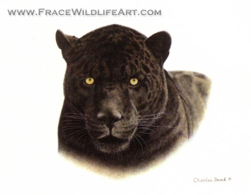 Black Jaguar (Head)