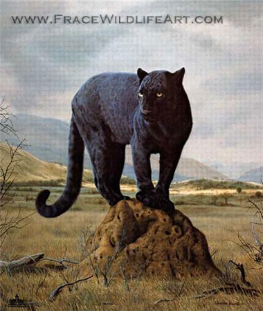 Black Leopard