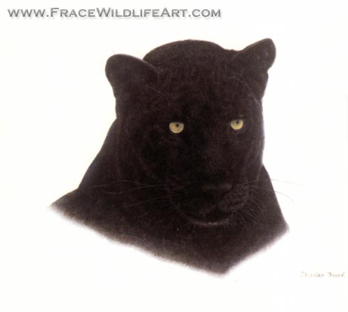 Black Leopard (Head)