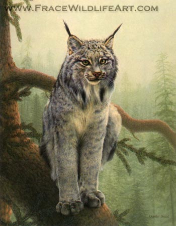 Canada Lynx