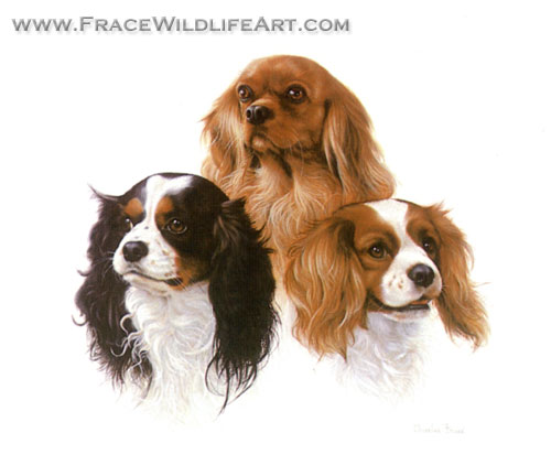 Cavalier King Charles Spaniels