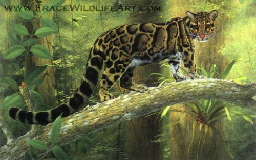 Clouded Leopard