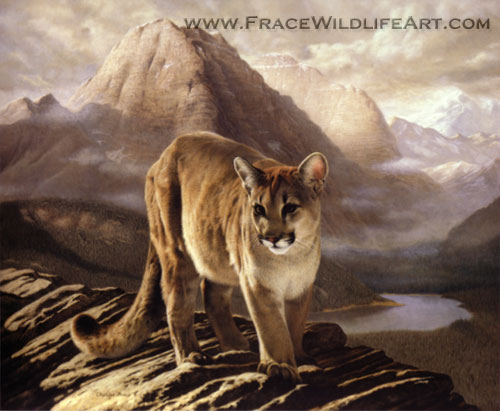 Cougar