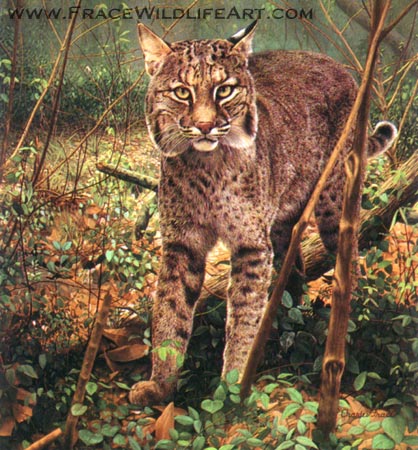 Florida Bobcat