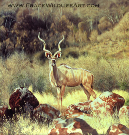 Greater Kudu