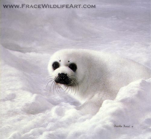 Harp Seal