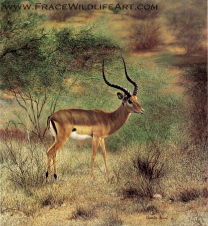 Impala