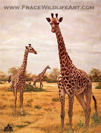 Masai Giraffes