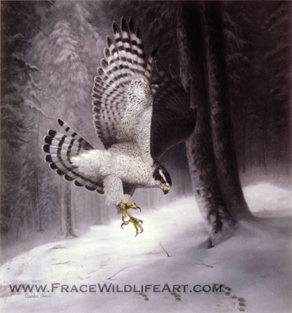 Northern Goshawk