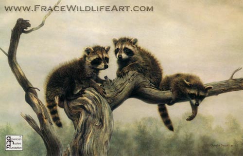 Out on a Limb
