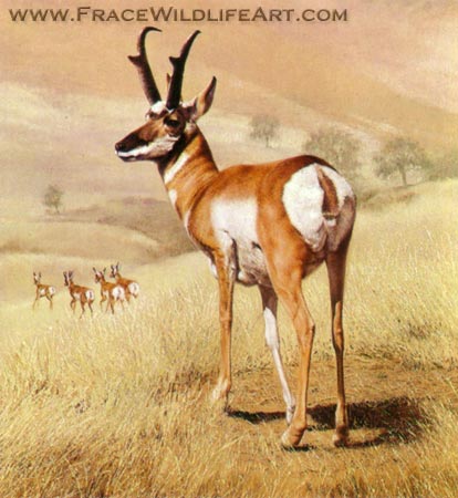 Pronghorn