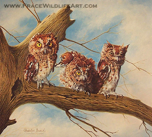 Screech Owls