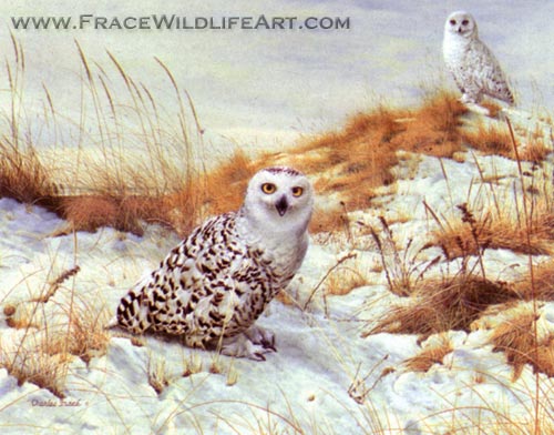 Snowy Owls