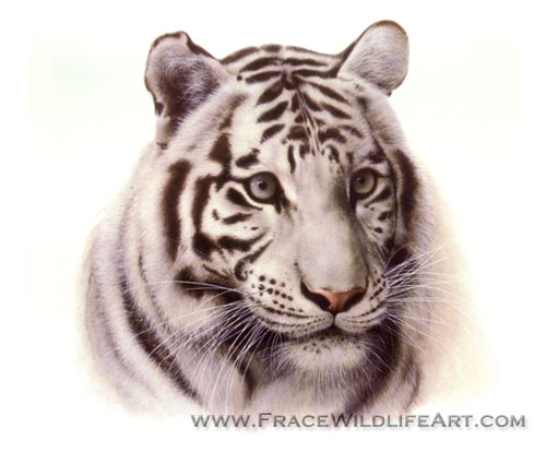 White Tiger (Head)