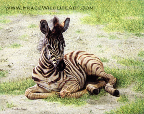 Zebra Foal