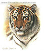 Bengal Tiger Mini